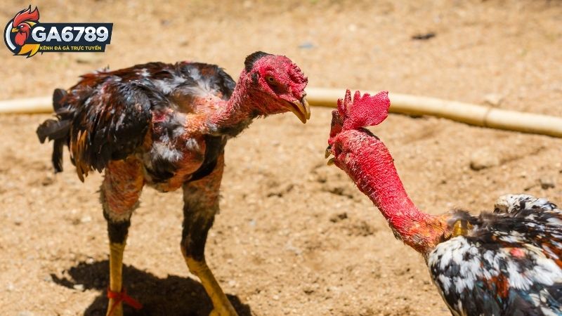 Đá Gà Ga6789 - Trải Nghiệm Đá Gà Chất Lượng Cao Từ Casino 3 Đá gà Ga6789