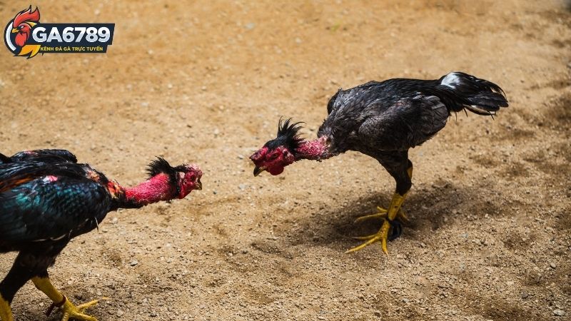Đá Gà Thomo Ga6789 - Xem Đá Gà Trực Tuyến Tại Ga6789 2 Đá gà Thomo Ga6789