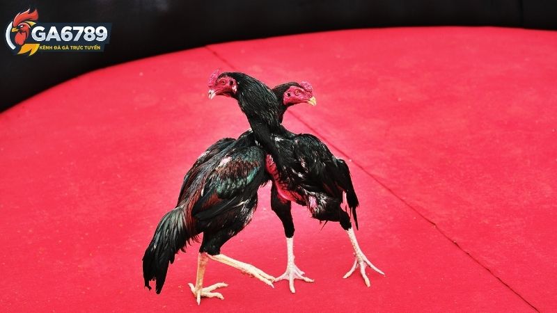Đá Gà Cựa Dao Ga6789 - Sân Chơi Đẳng Cấp Cho Dân Chuyên 2 Đá gà cựa dao Ga6789