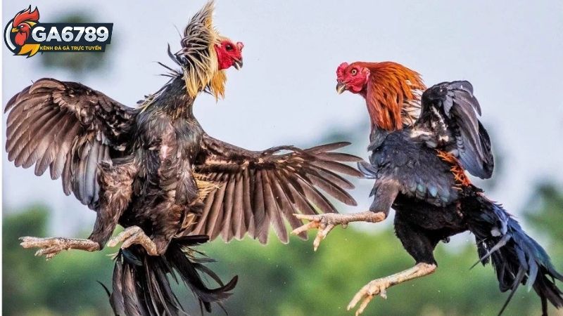 Ga6789 Lừa Đảo - Sự Thật Về Nhà Cái Uy Tín Hàng Đầu Châu Á 2 Ga6789 lừa đảo